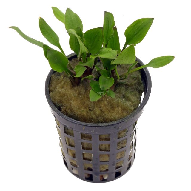 Cryptocoryne walkeri "lutea" - Pot