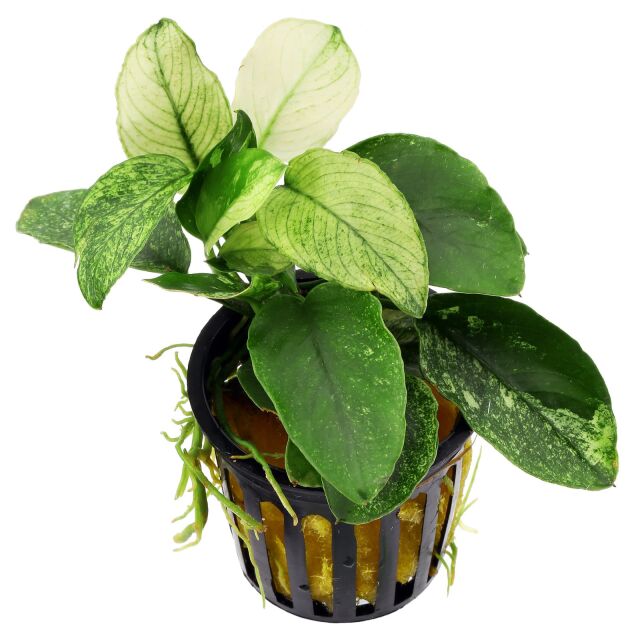 Anubias barteri var. nana 'Pinto' - Pot