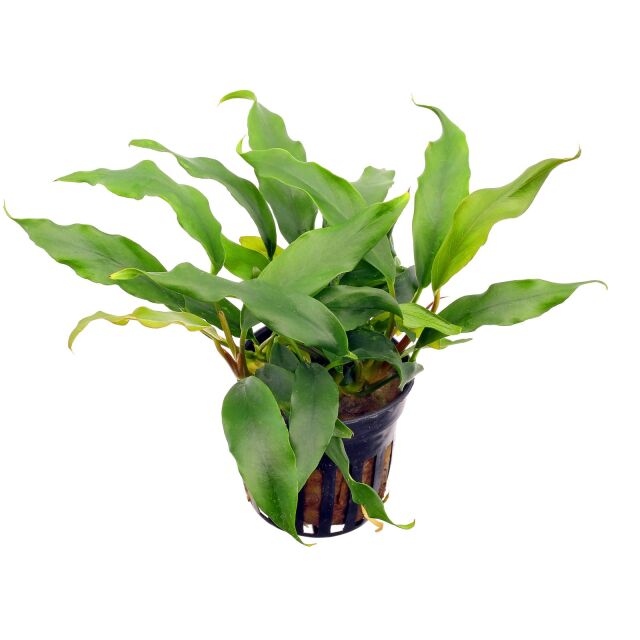 Anubias barteri var. glabra (&quot;minima&quot;)