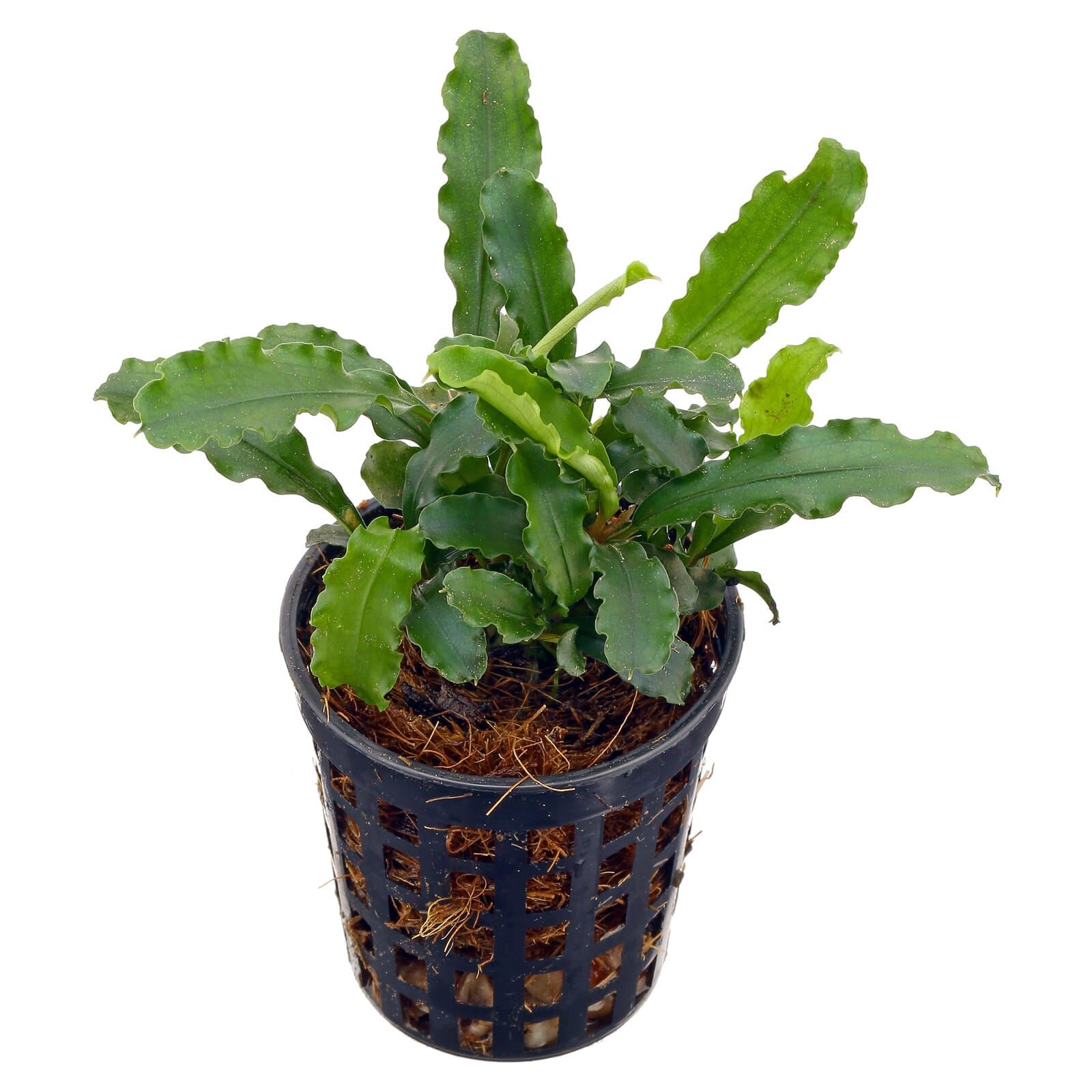 Bucephalandra pygmaea 