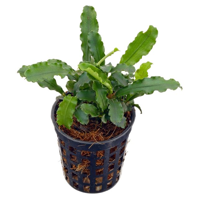 Bucephalandra pygmaea "Bukit Kelam / Sintang"