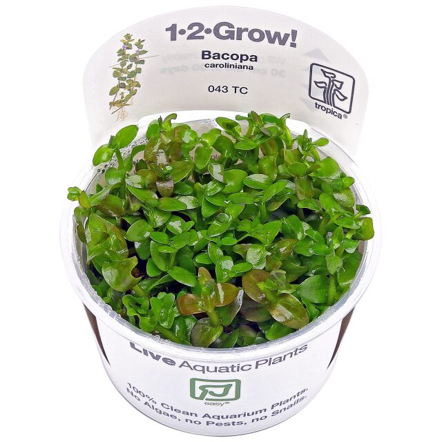 Bacopa caroliniana - 1-2-GROW!