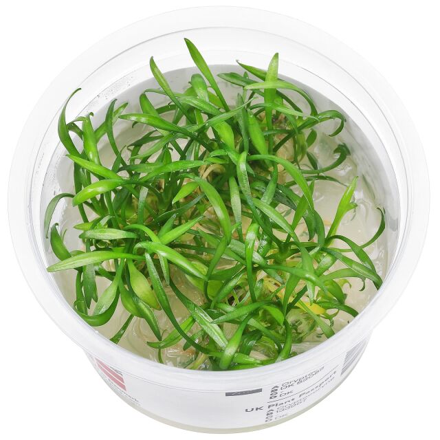 Cryptocoryne parva - 1-2-GROW!