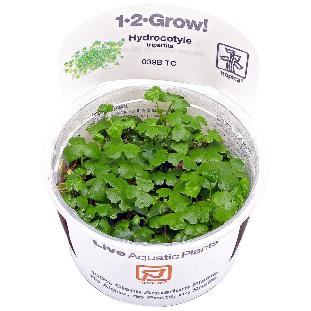 Hydrocotyle tripartita - 1-2-GROW!