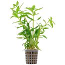 Limnophila aromatica - Pot