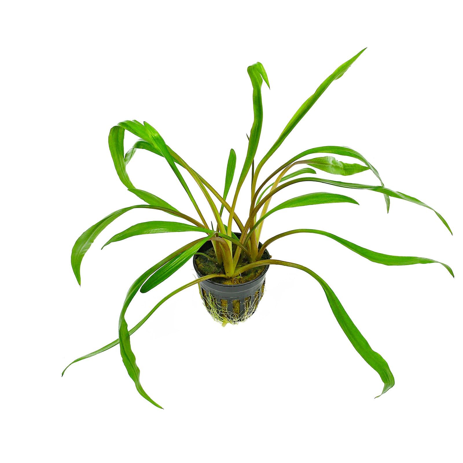 Cryptocoryne spiralis