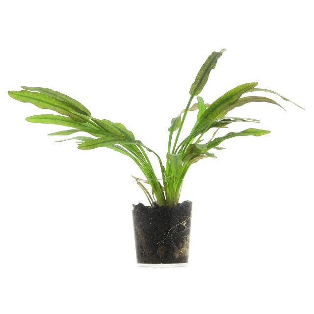 Aponogeton robinsonii &quot;Laos&quot; - Single plant