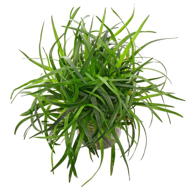Eriocaulon sp. "Vietnam"