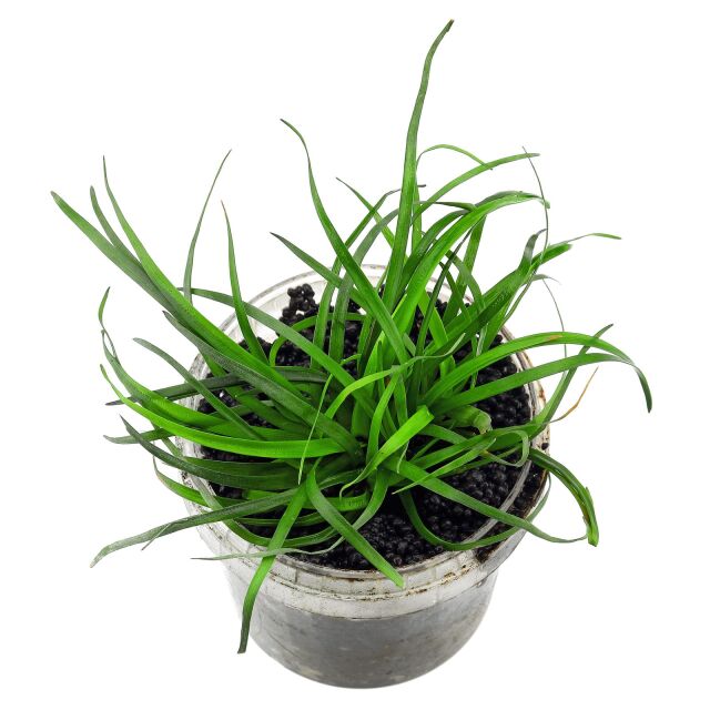 Eriocaulon sp. "Vietnam"