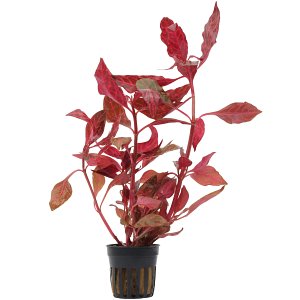 Alternanthera reineckii 'Rosanervig' - pot