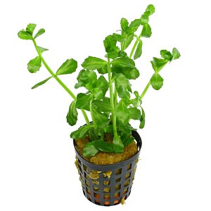 Bacopa monnieri - Pot
