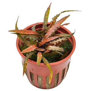 Cryptocoryne albida 'Brown' - Pot