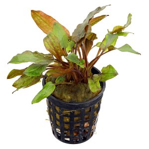 Cryptocoryne walkeri "Legroi" - Pot