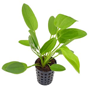 Echinodorus × schlueteri - Pot