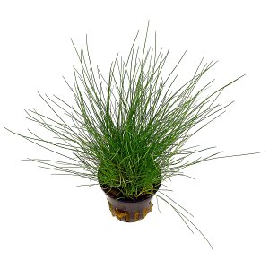 Eleocharis pusilla (parvula) - Pot