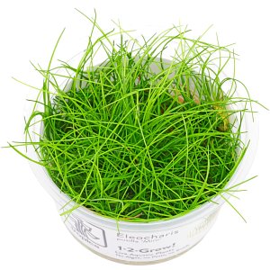 Eleocharis sp. 'Mini' - 1-2-GROW!