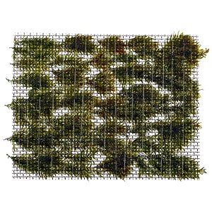 Fissidens fontanus "Phoenix Moss" - Pad - 5 x 5 cm - Tropica