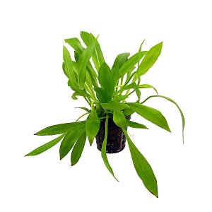 Helanthium bolivianum "quadricostatus" - Pot