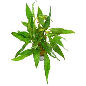 Hygrophila corymbosa "Stricta"