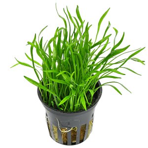 Lilaeopsis brasiliensis - Pot