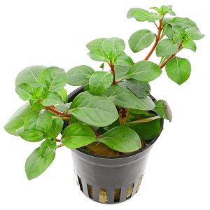 Ludwigia repens 'Mesakana' - Pot