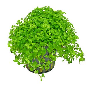 Micranthemum tweediei ("Montecarlo-3") - pot