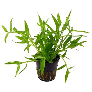 Murdannia keisak - pot