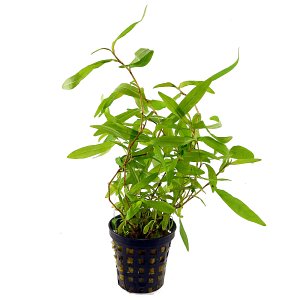 Persicaria sp. Kawagoeanum - Pot