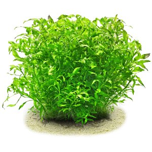 Pogostemon sampsonii