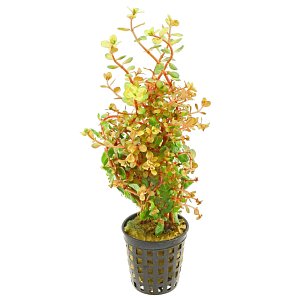 Rotala rotundifolia 'Orange Juice' - Pot