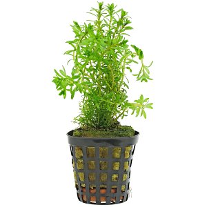 Rotala sp. "Long Leaf" - Pot