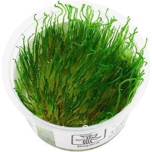 Taxiphyllum sp. "Flame Moss" - 1-2-GROW!