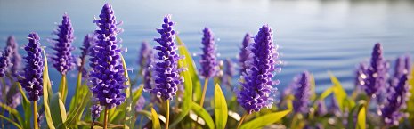 Marsh plants