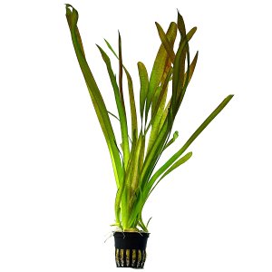 Vallisneria australis - Pot